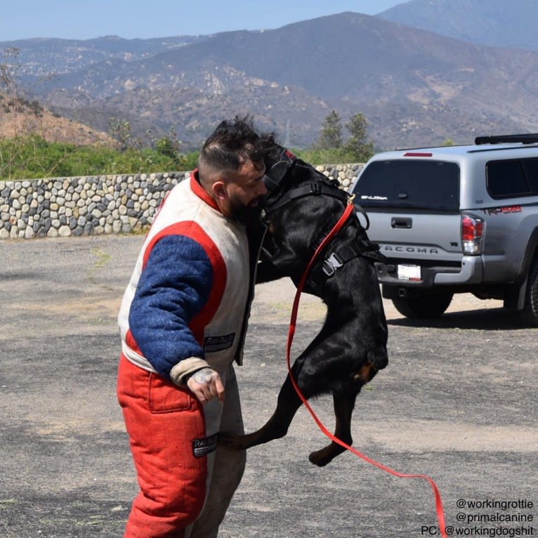 Wüstenhaus Samson, a Rottweiler tested with EmbarkVet.com