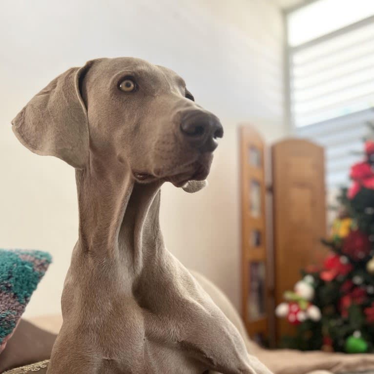 Arya the Weim, a Weimaraner tested with EmbarkVet.com