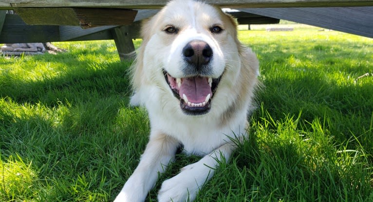 Buckley, a Siberian Husky and Labrador Retriever mix tested with EmbarkVet.com