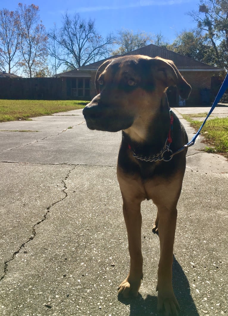 Jake Finn, a Catahoula Leopard Dog and German Shepherd Dog mix tested with EmbarkVet.com