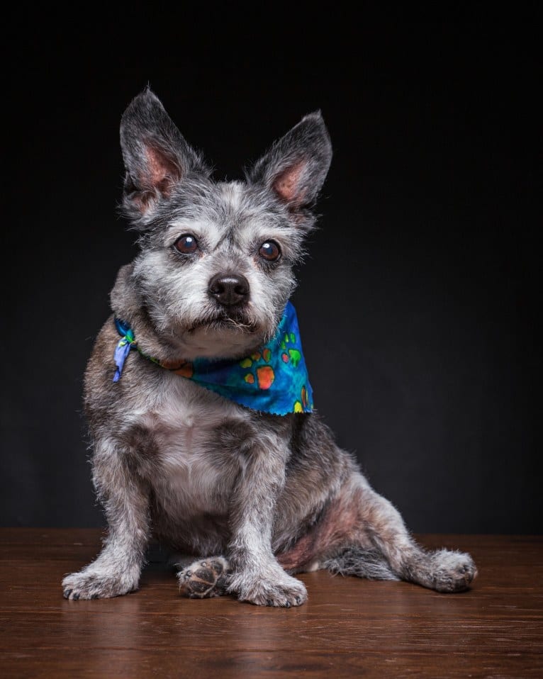 Pan, a Boston Terrier and Poodle (Small) mix tested with EmbarkVet.com