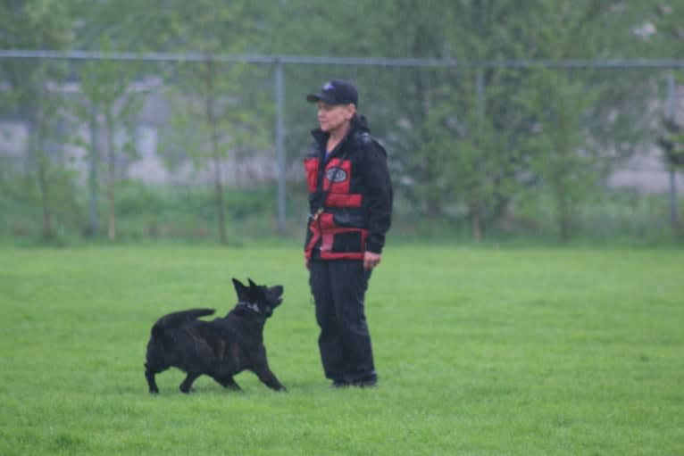 Nike des las Flores, a Dutch Shepherd tested with EmbarkVet.com