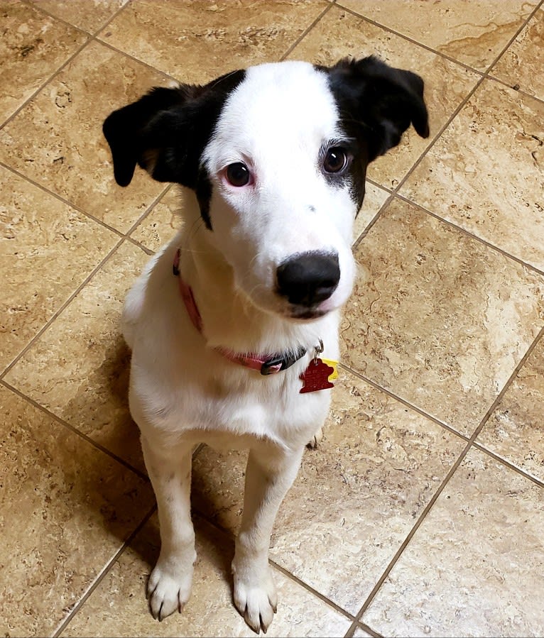 Pearl, a Great Pyrenees and Labrador Retriever mix tested with EmbarkVet.com