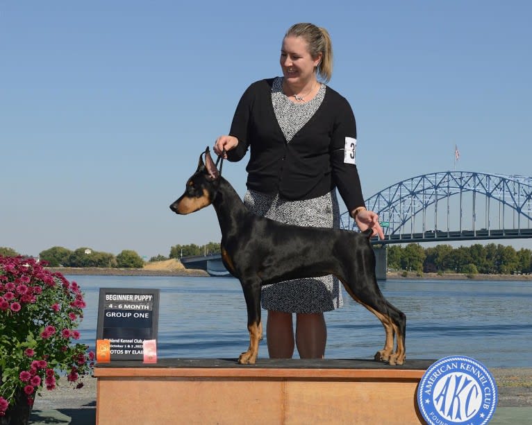Juliette, a Doberman Pinscher tested with EmbarkVet.com