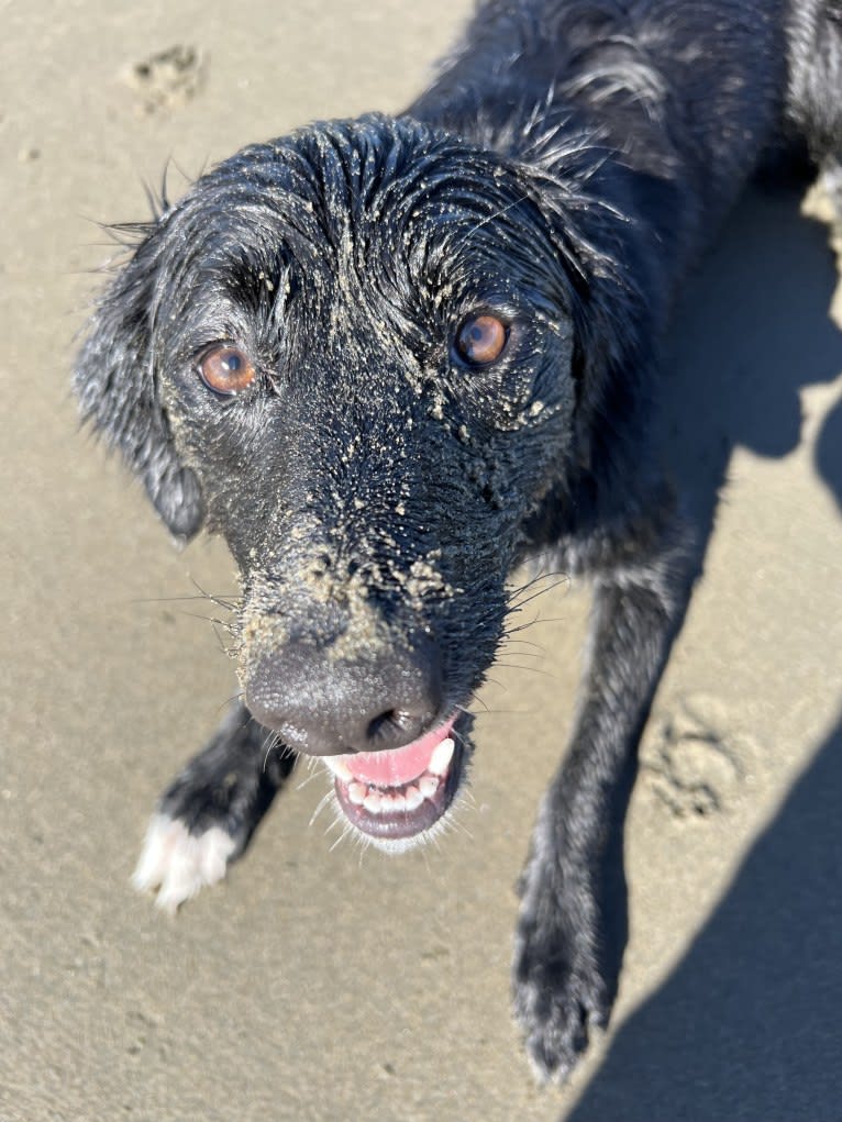 Ryliejane, a Labrador Retriever and Border Collie mix tested with EmbarkVet.com