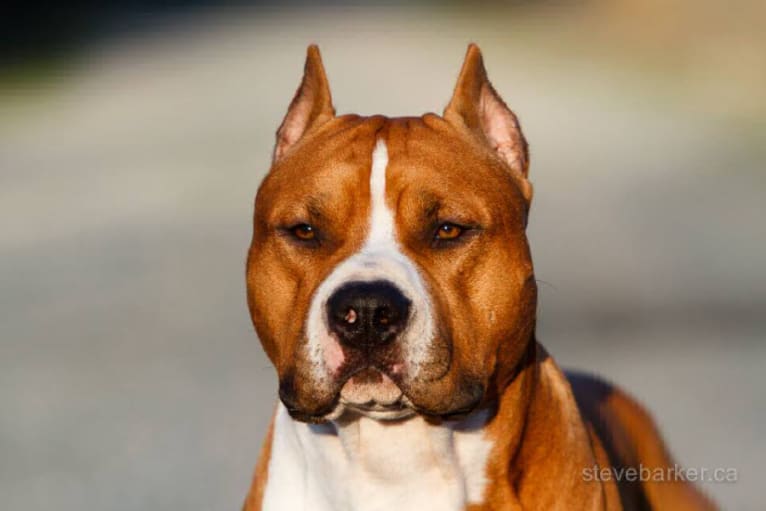 RUSH, an American Staffordshire Terrier tested with EmbarkVet.com