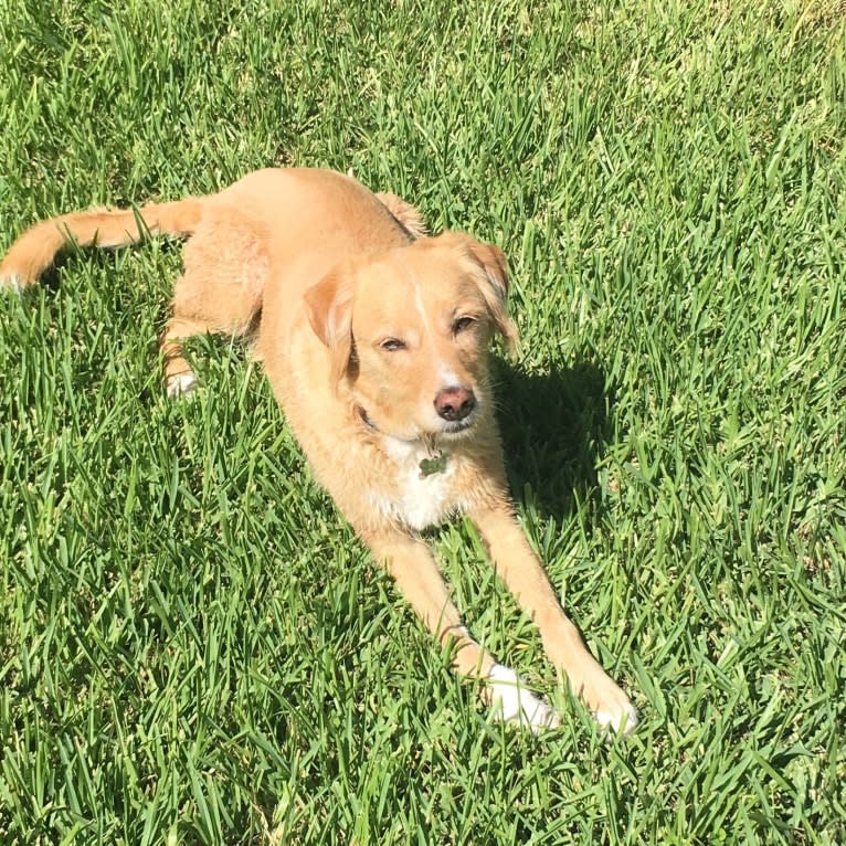 Darwin, an English Springer Spaniel and Beagle mix tested with EmbarkVet.com