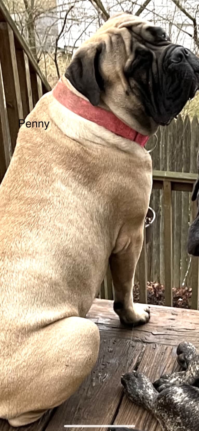 Penny, a Bullmastiff tested with EmbarkVet.com