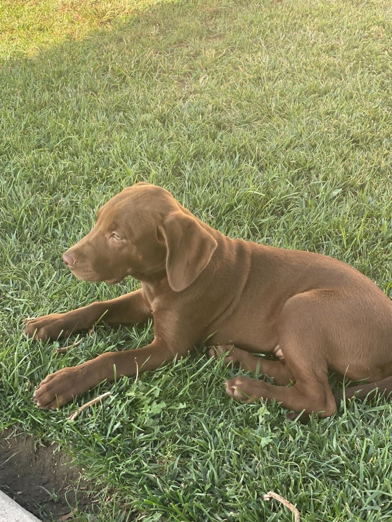 Kingston, a Weimaraner and Labrador Retriever mix tested with EmbarkVet.com