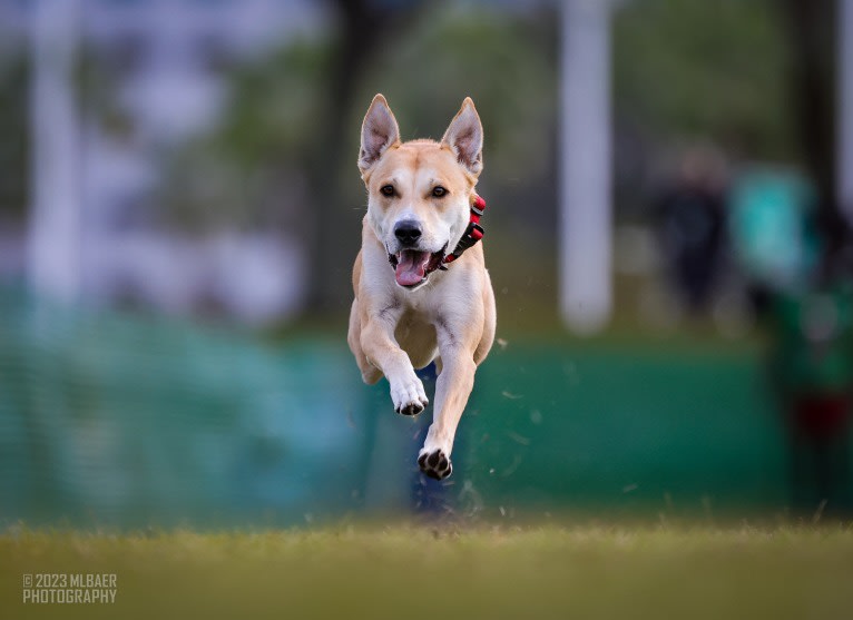 Loomy, a Carolina Dog tested with EmbarkVet.com