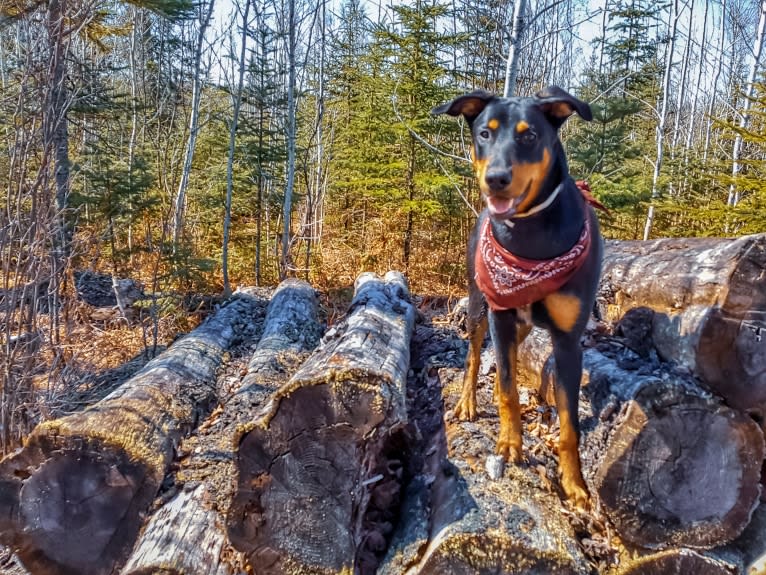 Hati, a Doberman Pinscher and German Shepherd Dog mix tested with EmbarkVet.com