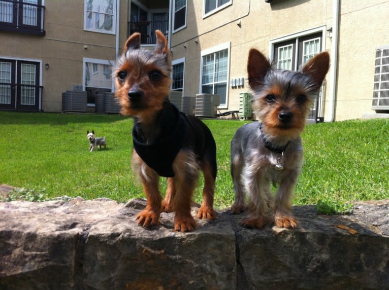 Bently, a Yorkshire Terrier tested with EmbarkVet.com