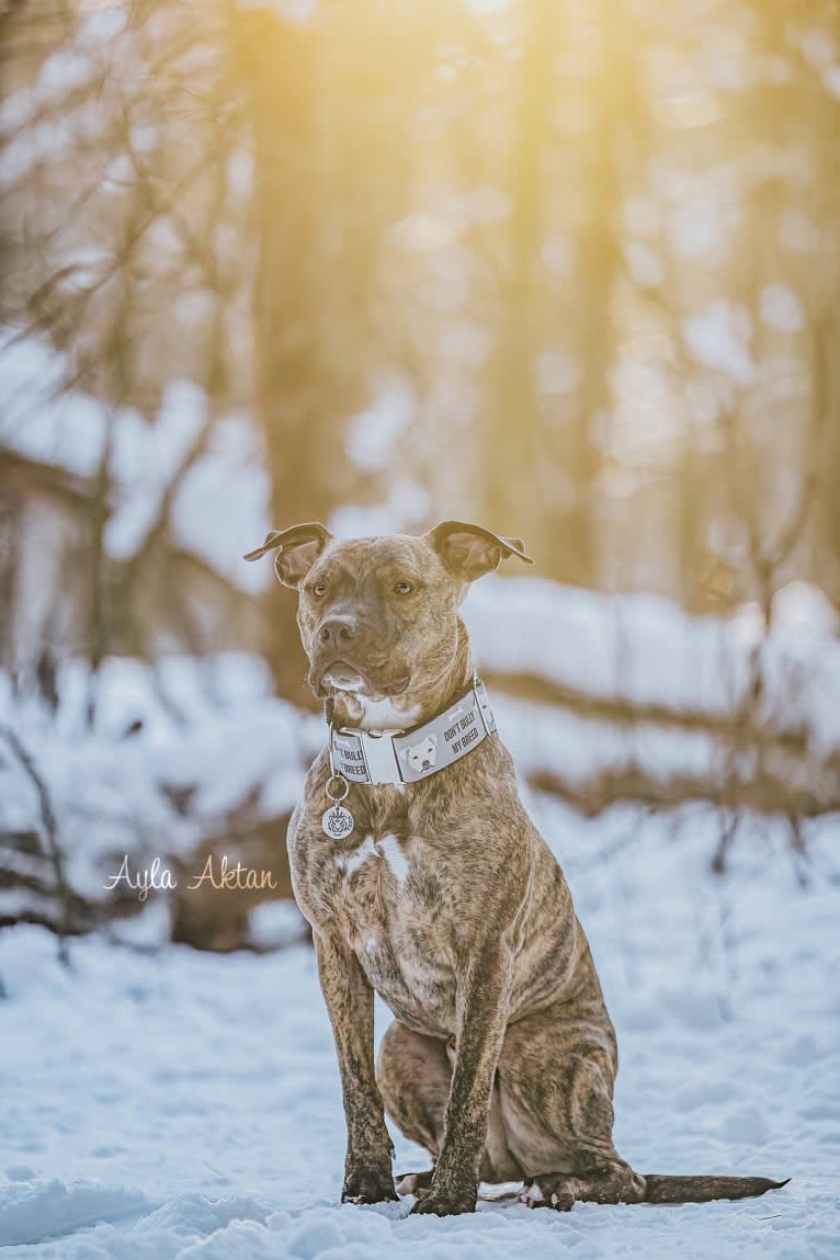 Tiger, an American Pit Bull Terrier tested with EmbarkVet.com