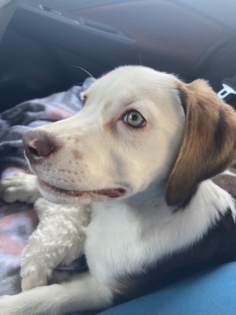 Lacey, a Beagle and Mountain Cur mix tested with EmbarkVet.com