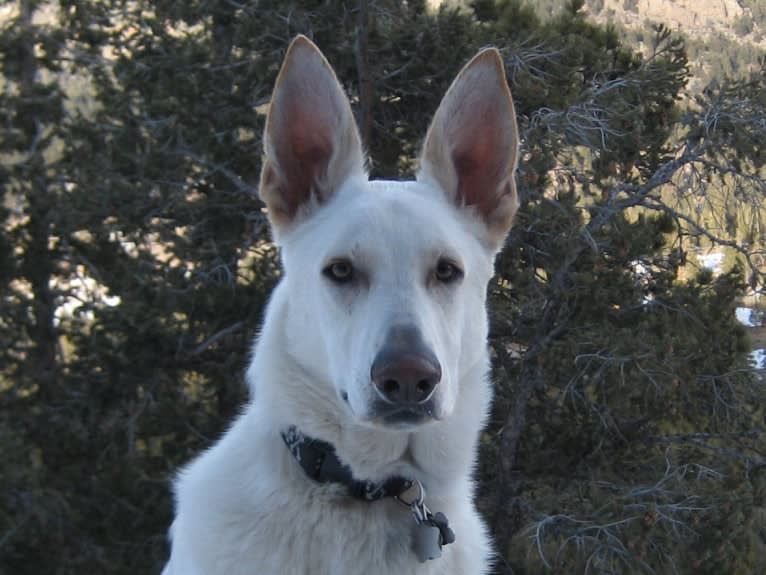 Isaac, a German Shepherd Dog tested with EmbarkVet.com