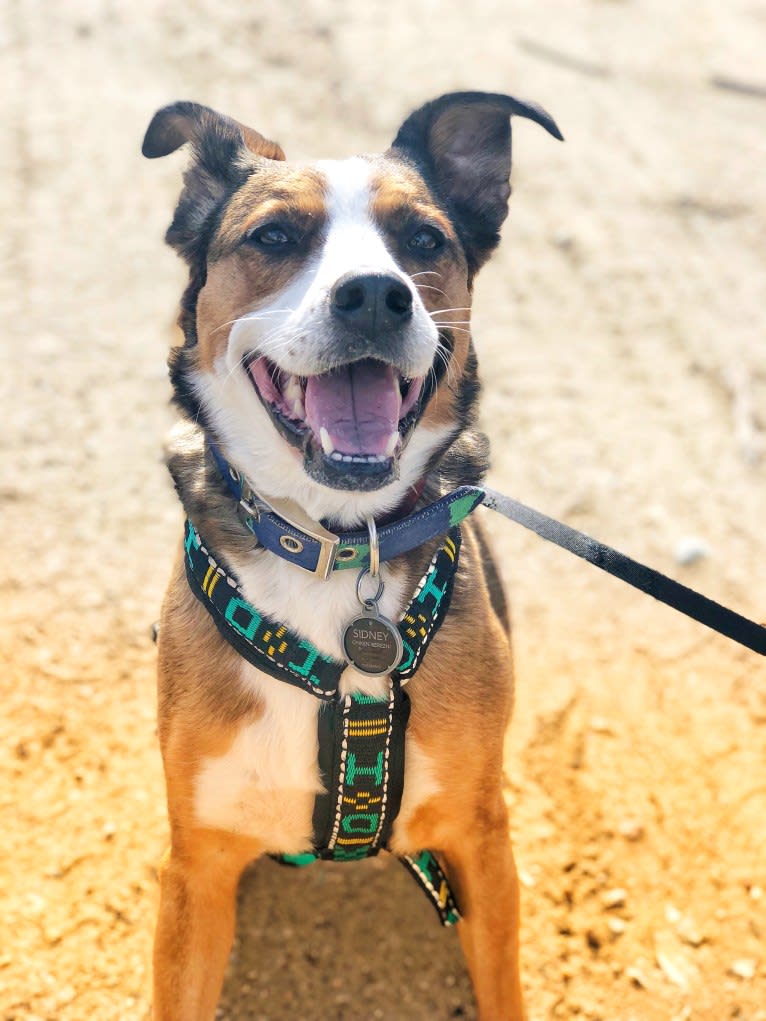 Sidney, an American Pit Bull Terrier and German Shepherd Dog mix tested with EmbarkVet.com