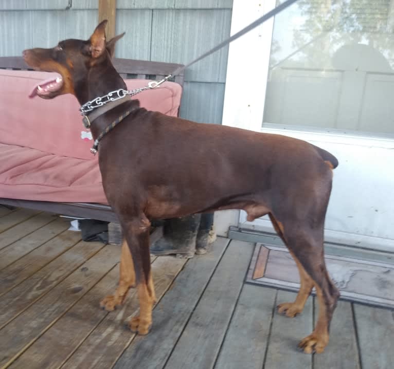 Canelo, a Doberman Pinscher tested with EmbarkVet.com