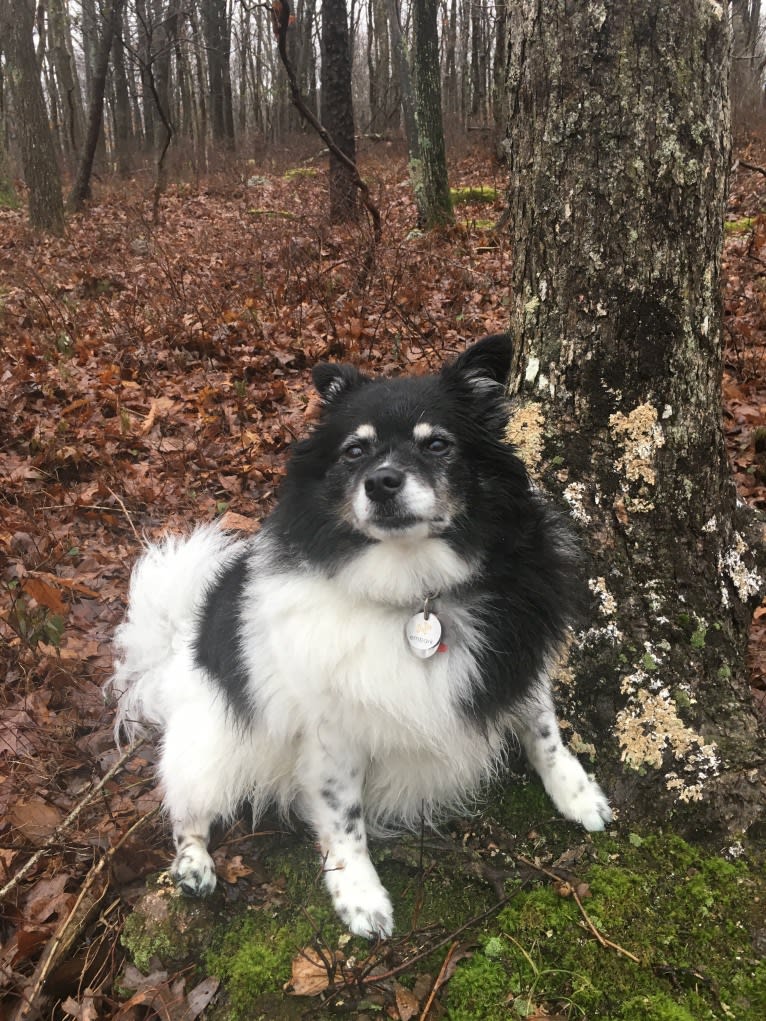 Piper, an American Eskimo Dog and Pomeranian mix tested with EmbarkVet.com