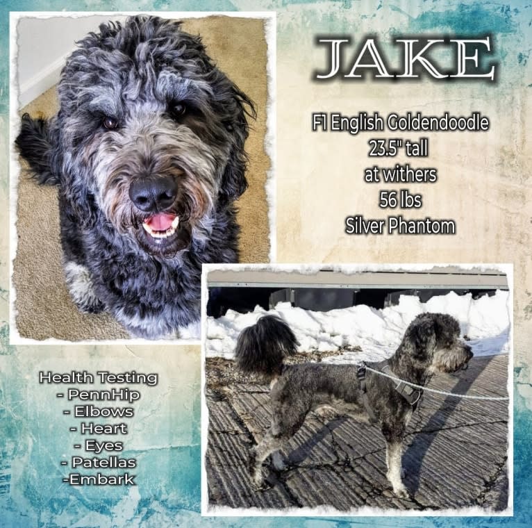 Jake, a Goldendoodle tested with EmbarkVet.com