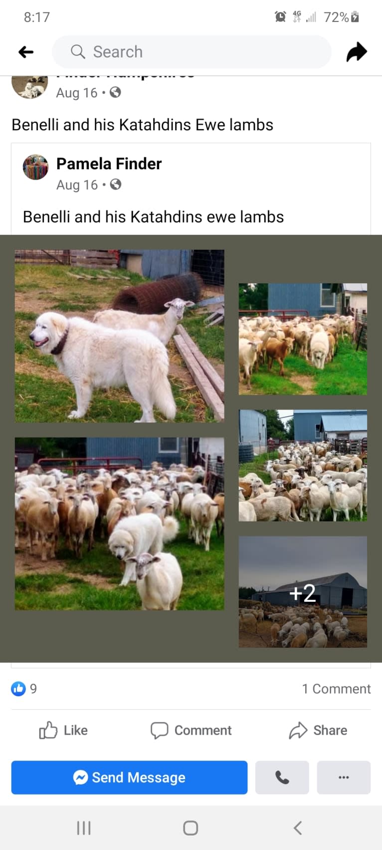 Atouk, a Maremma Sheepdog tested with EmbarkVet.com