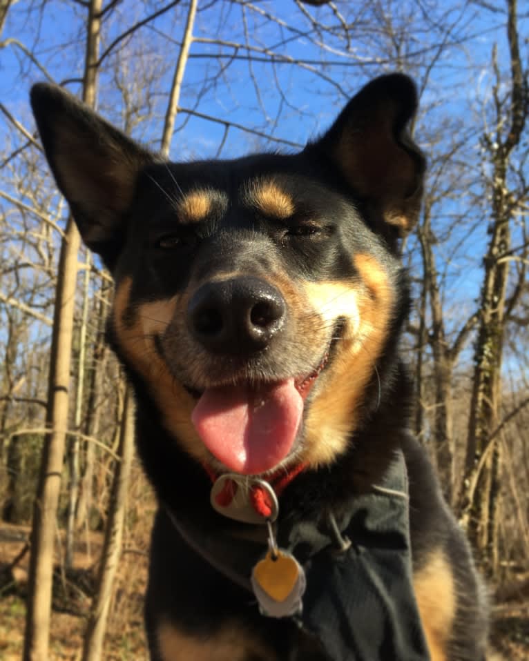 Billy, a Siberian Husky and Labrador Retriever mix tested with EmbarkVet.com