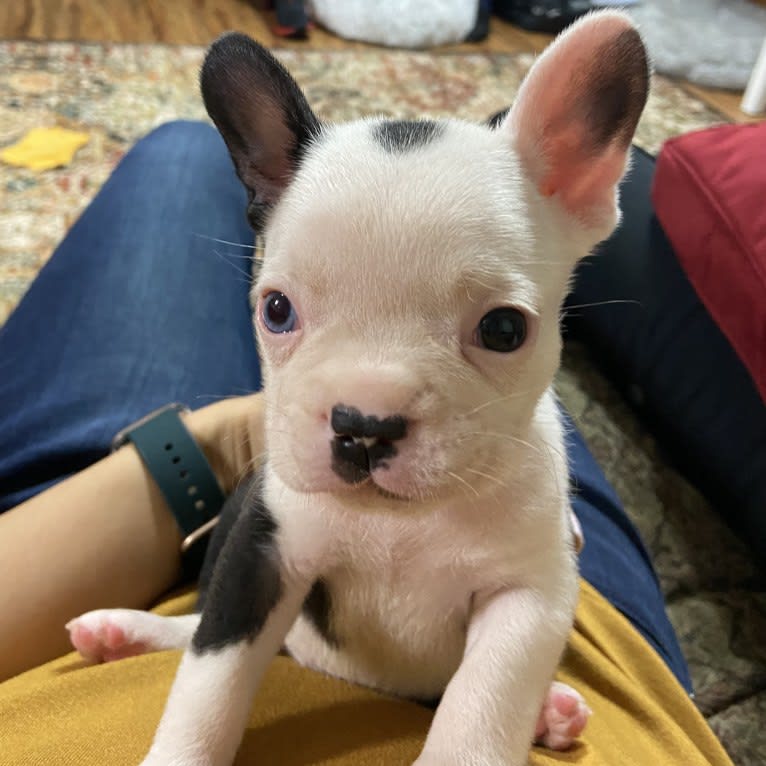 Luna, a French Bulldog and Boston Terrier mix tested with EmbarkVet.com