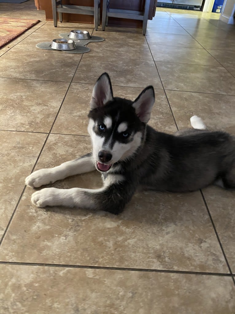 Shasta, a Siberian Husky tested with EmbarkVet.com