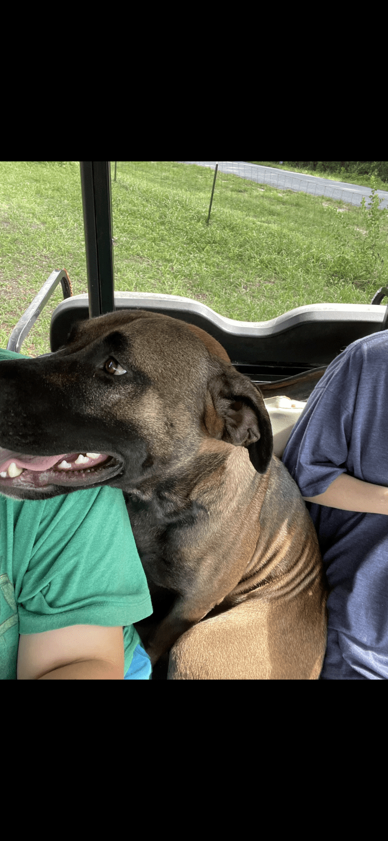 Duke, an American Pit Bull Terrier and Siberian Husky mix tested with EmbarkVet.com