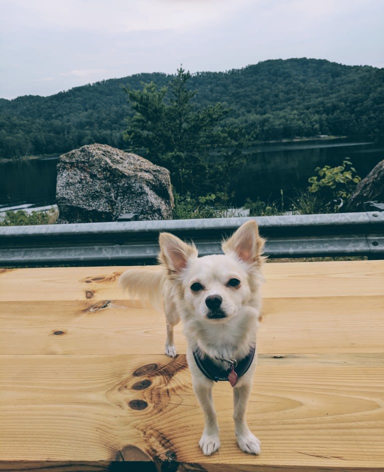Daisy, a Chihuahua tested with EmbarkVet.com