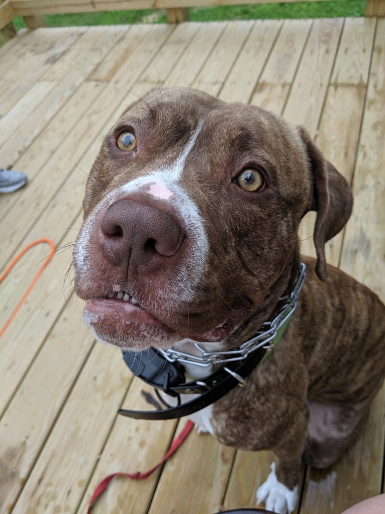 Kingston, an American Bulldog and Perro de Presa Canario mix tested with EmbarkVet.com