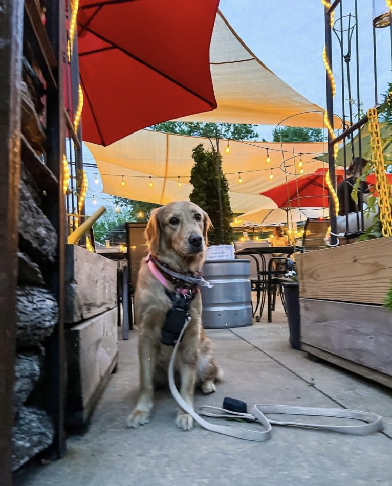 Marley, a Golden Retriever tested with EmbarkVet.com