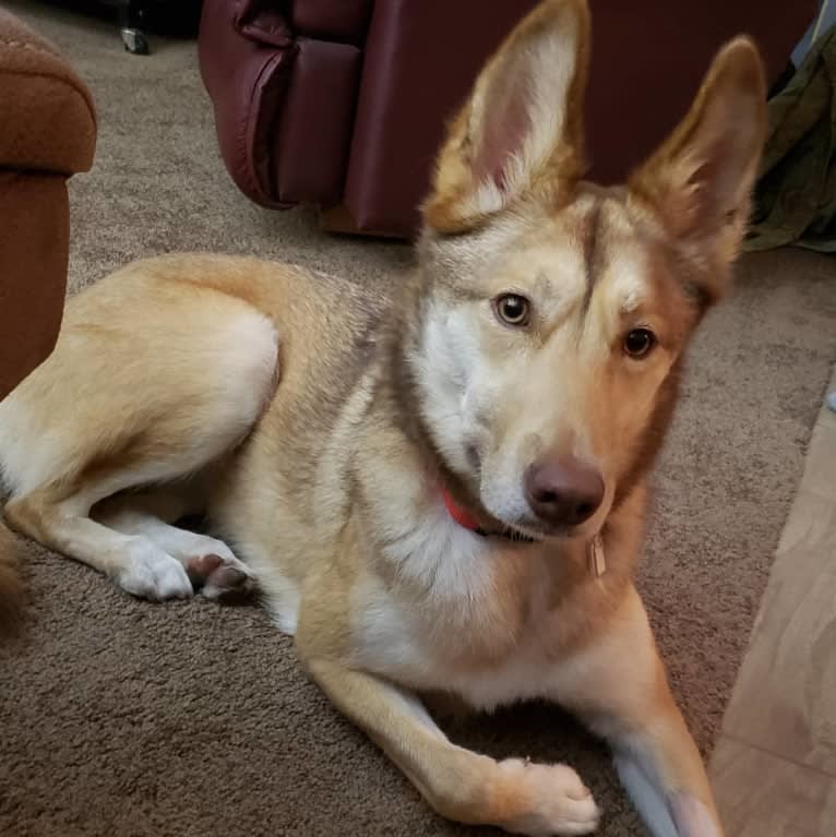 Reba, a Siberian Husky and German Shepherd Dog mix tested with EmbarkVet.com