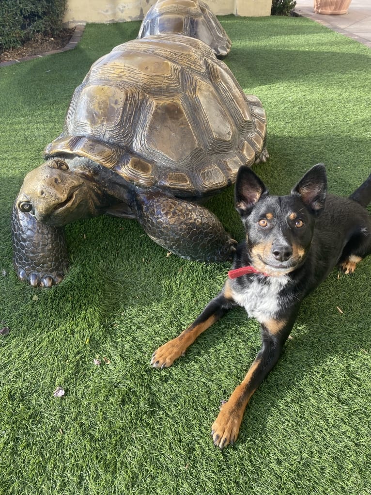 Toussaint, an Australian Cattle Dog and American Pit Bull Terrier mix tested with EmbarkVet.com