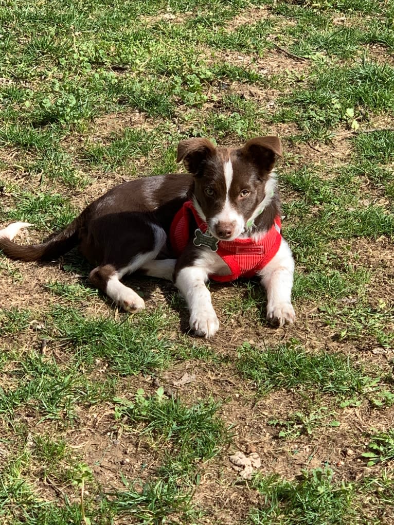 Didi, a Border Collie and Australian Cattle Dog mix tested with EmbarkVet.com