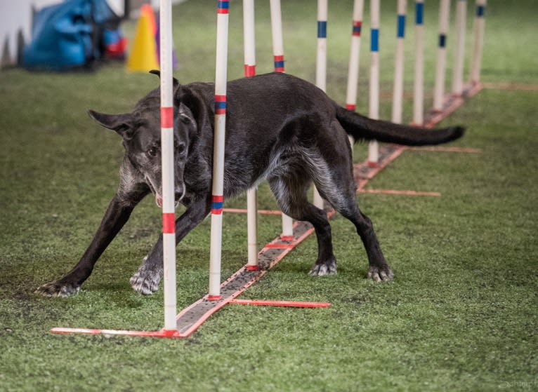 Schimpf's Addicted to the Game ("Addie"), a Labrador Retriever and German Shepherd Dog mix tested with EmbarkVet.com