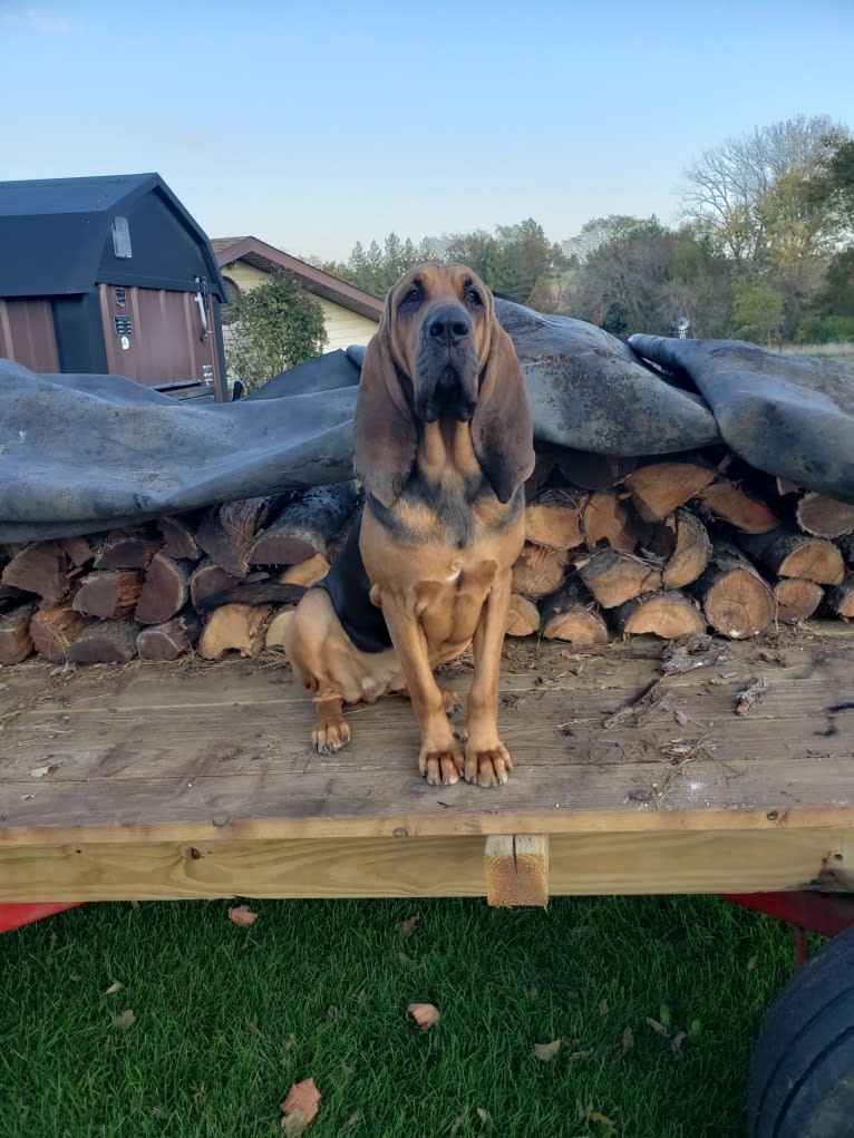 Abby, a Bloodhound tested with EmbarkVet.com