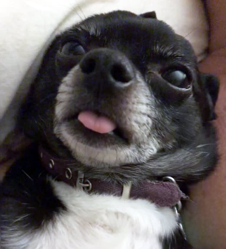 Tango, a Chihuahua tested with EmbarkVet.com