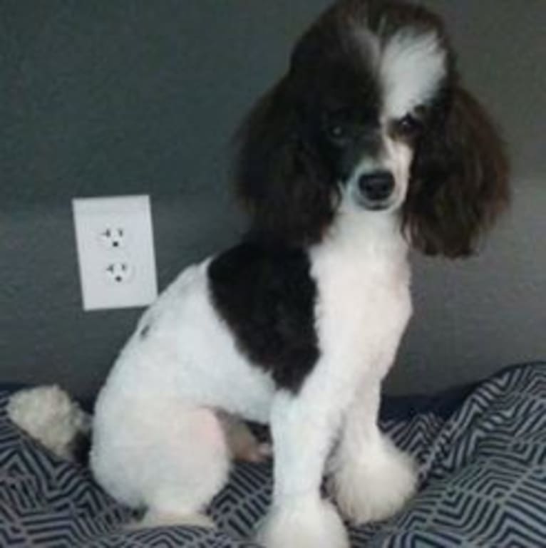 Twixie, a Poodle (Small) tested with EmbarkVet.com