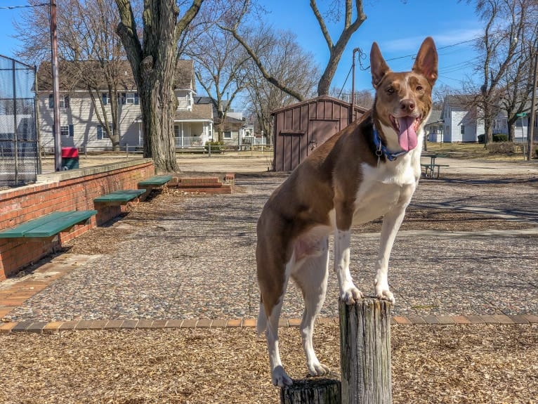 Gemini, a Border Collie and Australian Shepherd mix tested with EmbarkVet.com