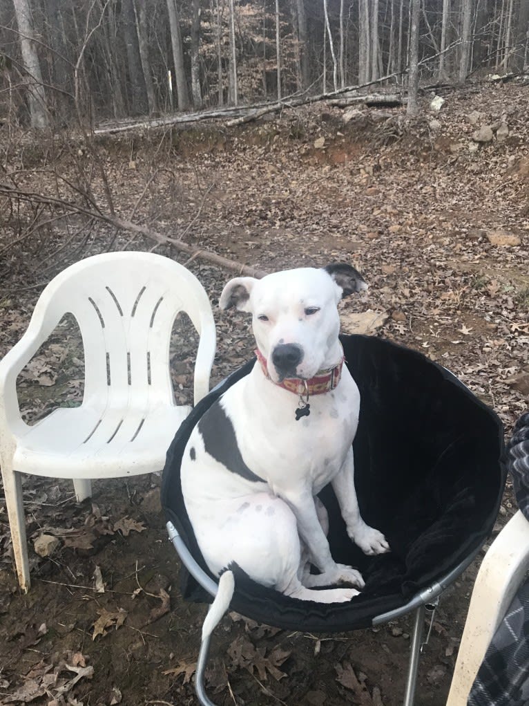 Auggie, an American Pit Bull Terrier and American Staffordshire Terrier mix tested with EmbarkVet.com