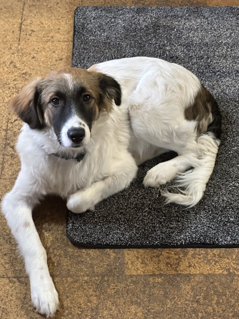 Domino, a Great Pyrenees and Australian Shepherd mix tested with EmbarkVet.com