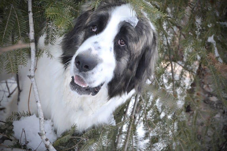 Cali, a Pyrenean Mastiff tested with EmbarkVet.com