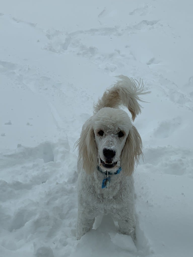 Sammy, a Goldendoodle tested with EmbarkVet.com