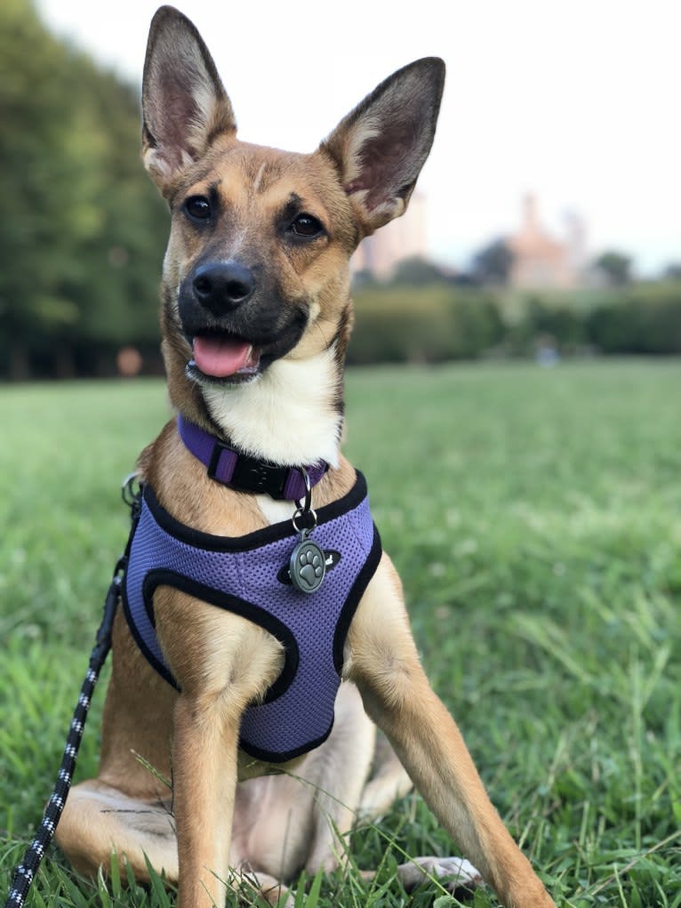 Harper, a German Shepherd Dog and Boston Terrier mix tested with EmbarkVet.com