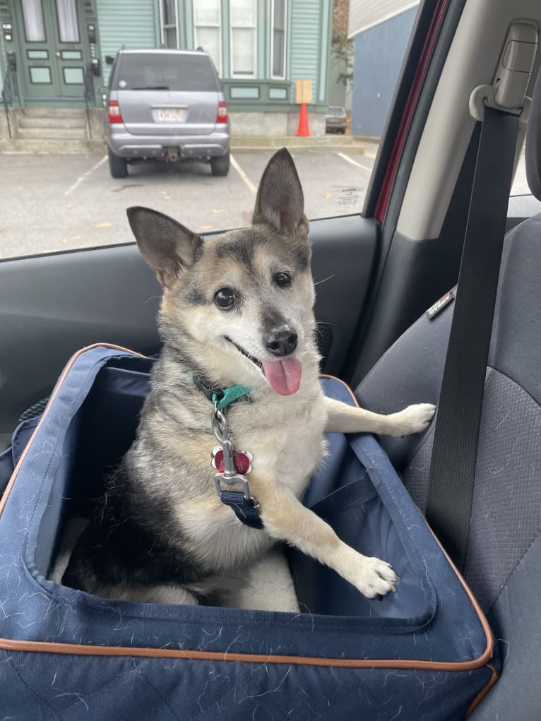 Midge, a Chihuahua and Australian Shepherd mix tested with EmbarkVet.com