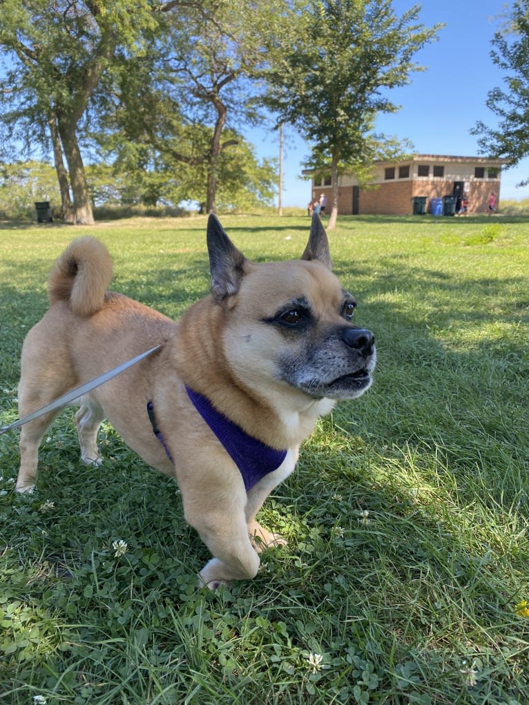 Murray, a Pug and Pembroke Welsh Corgi mix tested with EmbarkVet.com