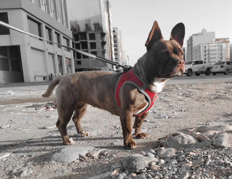 Kiki, a French Bulldog and Chihuahua mix tested with EmbarkVet.com
