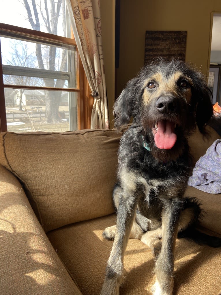 Luna, a Poodle (Standard) and Labrador Retriever mix tested with EmbarkVet.com