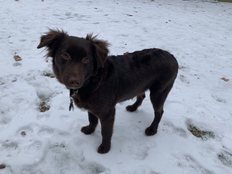 Snickers, an Australian Shepherd tested with EmbarkVet.com