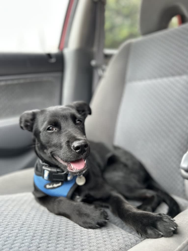 Rio, a Rottweiler and Golden Retriever mix tested with EmbarkVet.com